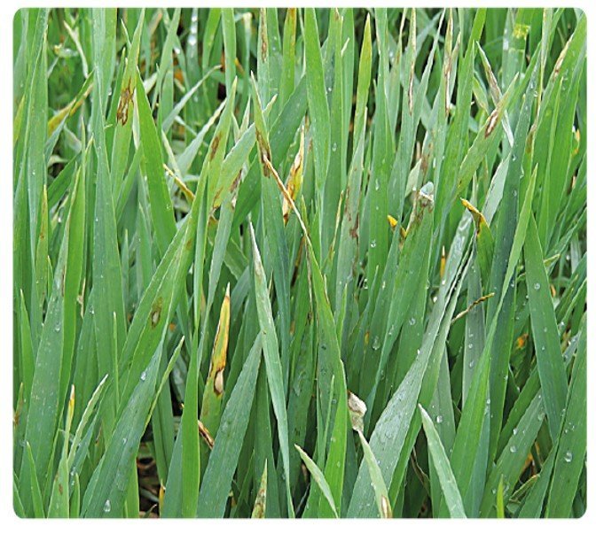 Agrosimex