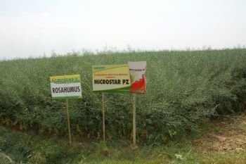 Emilianów 8.06.2015-rzepak firmy KWS uprawiany w szerokich rzędach z nawożony Microstarem i Rosahumusem.