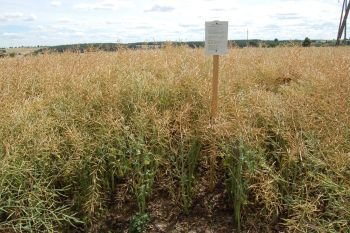 Równomierne dojrzewanie rzepaku, dobre przewietrzenie dolnych partii łanu i zdrowotność roślin. Piaski 22.07.2012 r.