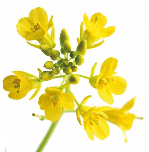 Agrosimex