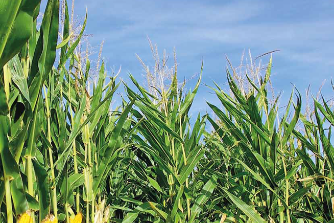 Agrosimex