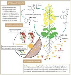 Schemat działania Pythium oligandrum